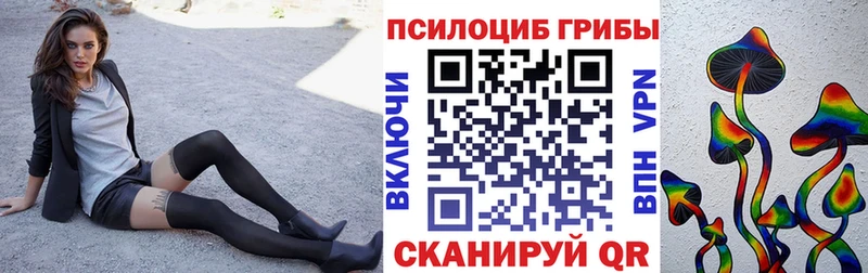 Псилоцибиновые грибы Psilocybe  цены   Нальчик 